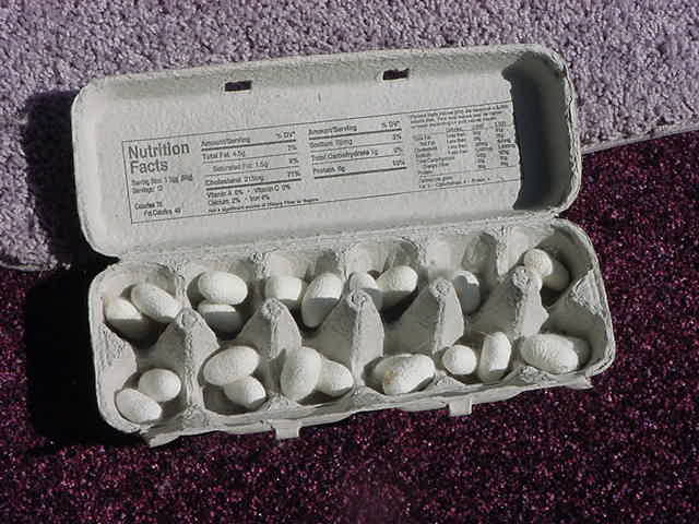 Silk Cocoons 1 ounce